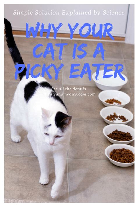 Why Is a Cat a Finicky Eater?
